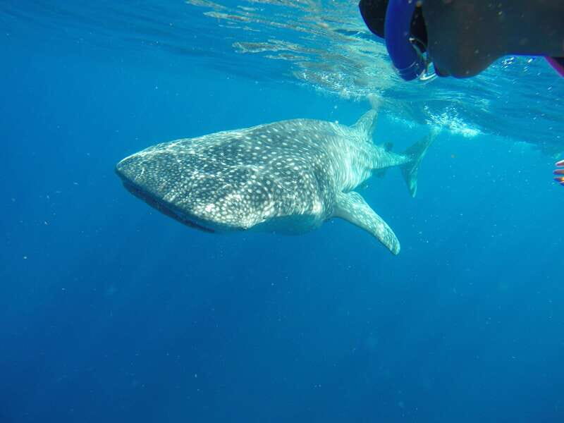 From Akumal: Whale Shark Tour - FAQ