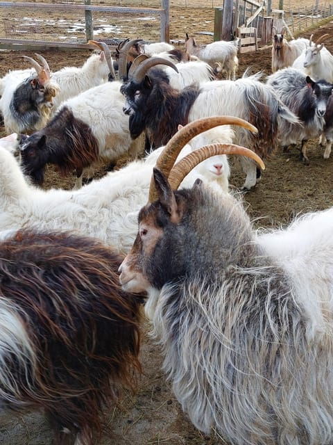 from-akureyri-skagafjordur-farm-visit-with-viking-battle