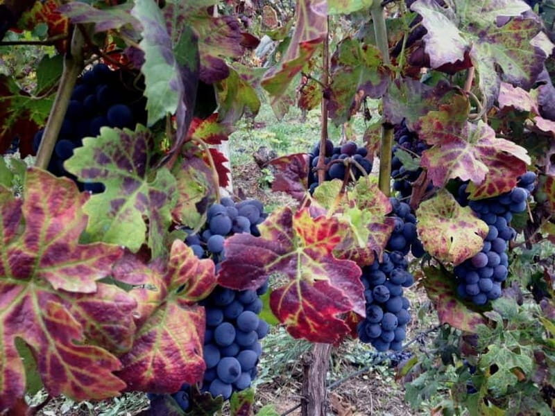 From Alba: Barolo & Barbaresco Wine Tasting Tour - Key Points