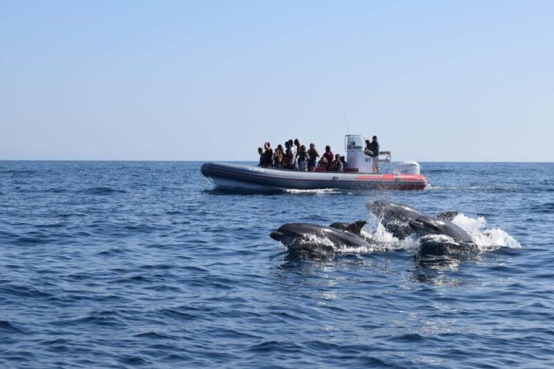from-albufeira-benagil-caves-and-dolphins-guided-boat-tour