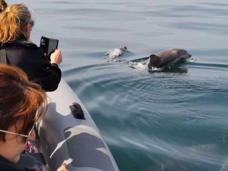 from-albufeira-benagil-caves-and-dolphins-guided-boat-tour