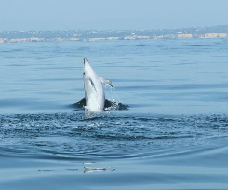 from-albufeira-benagil-caves-and-dolphins-guided-boat-tour