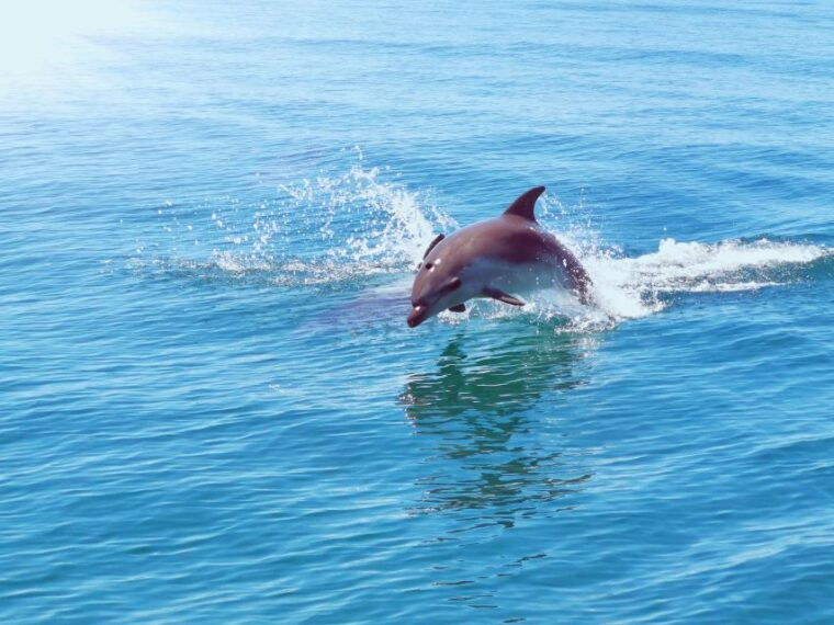 from-albufeira-benagil-caves-and-dolphins-guided-boat-tour
