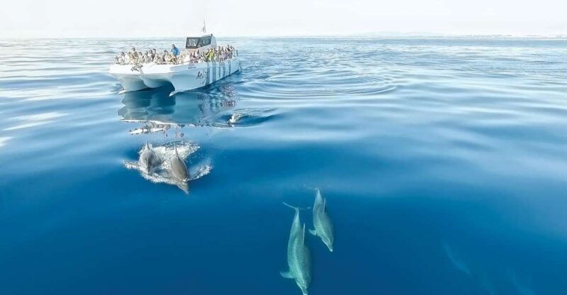 from-albufeira-dolphins-and-caves-2-5-hour-boat-trip