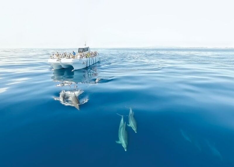 from-albufeira-dolphins-and-caves-2-5-hour-boat-trip