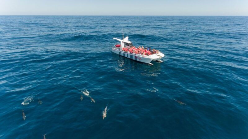 from-albufeira-dolphins-and-caves-2-5-hour-boat-trip