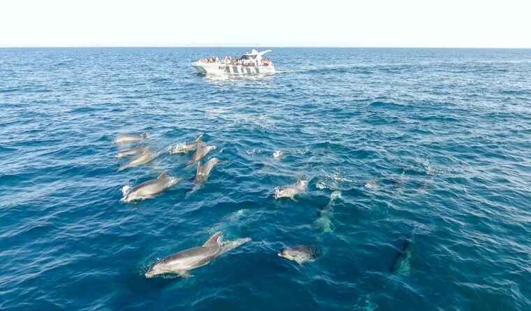 from-albufeira-dolphins-and-caves-2-5-hour-boat-trip