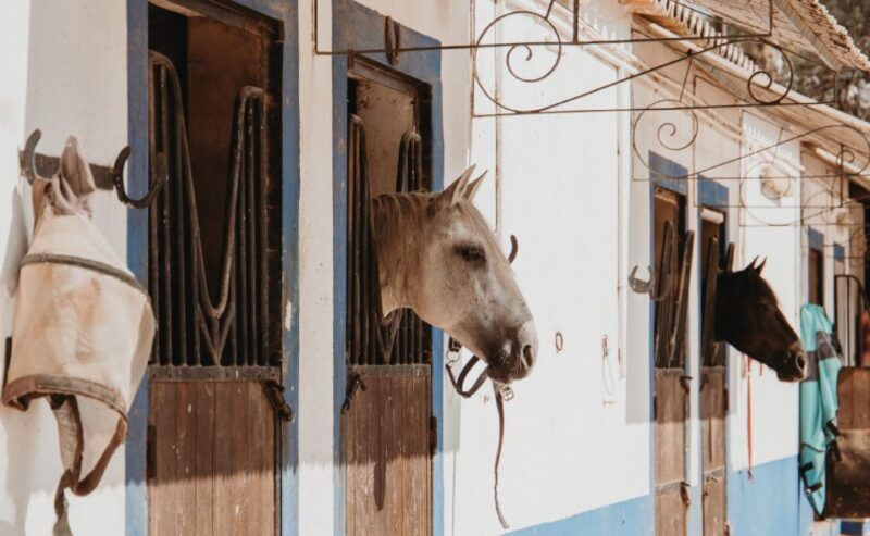 from-albufeira-half-day-hidden-gems-horse-riding-tour-2