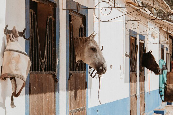 from-albufeira-half-day-hidden-gems-horse-riding-tour