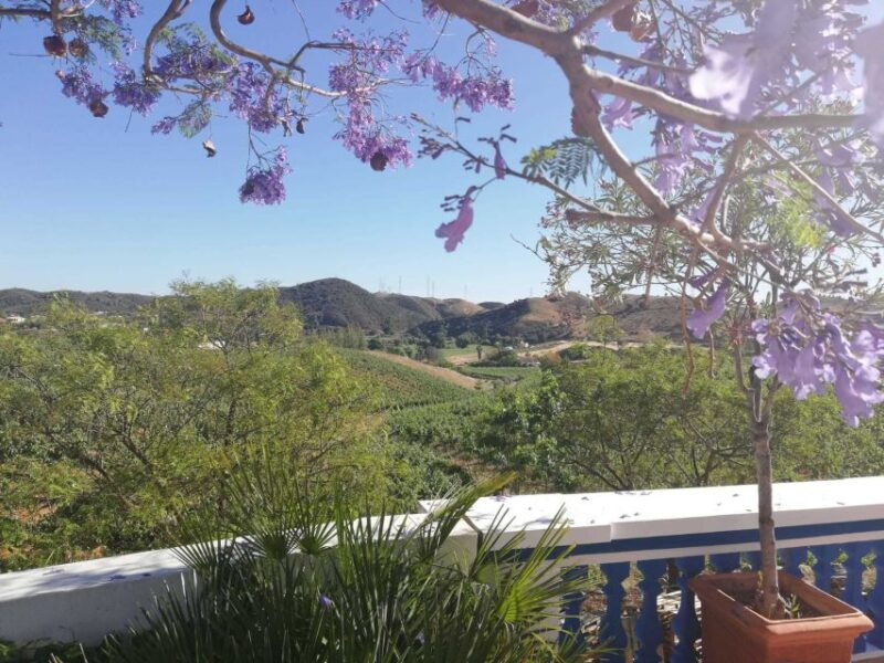 from-albufeira-half-day-winery-tour-and-silves