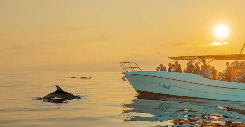 from-alcudia-sunrise-dolphin-watching-boat-tour