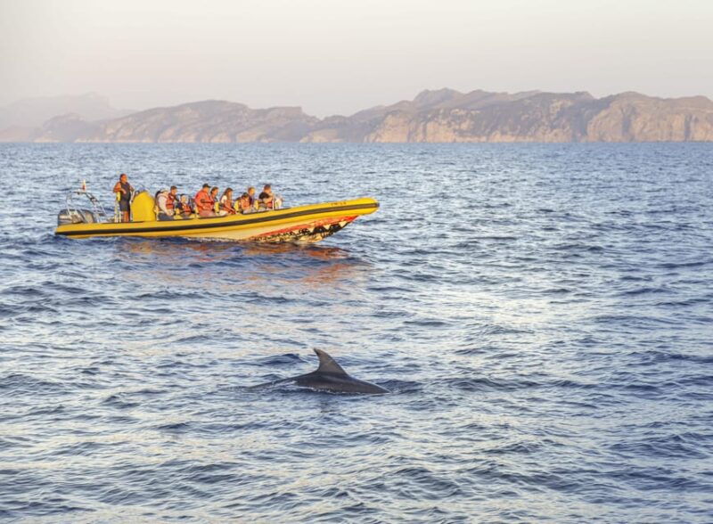 from-alcudia-sunrise-dolphin-watching-boat-tour