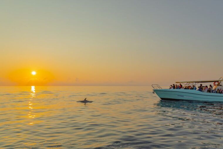 from-alcudia-sunrise-dolphin-watching-boat-tour