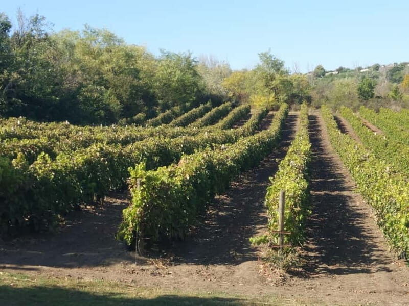 From Alicante and Elche: Guided tour for vineyard and winery with tasting - Introduction