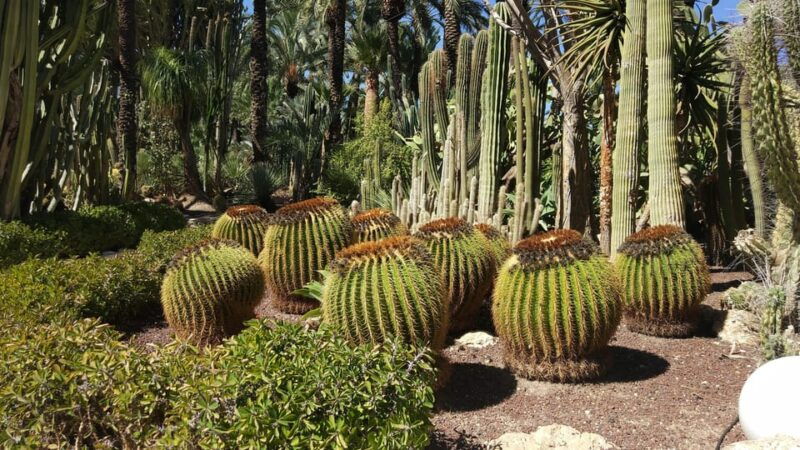 from-alicante-tour-to-the-national-botanical-garden