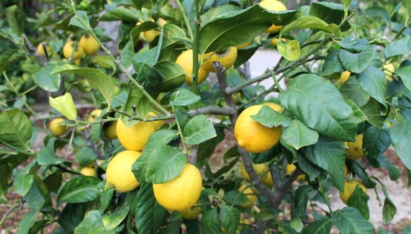 from-alicante-tour-to-the-national-botanical-garden