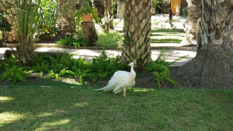 from-alicante-tour-to-the-national-botanical-garden