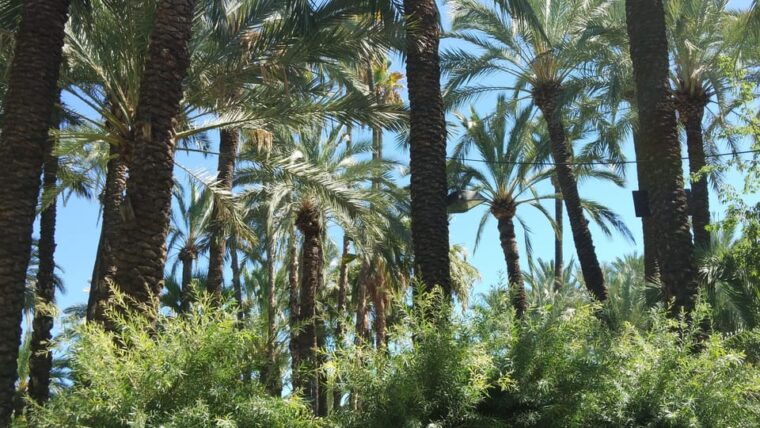 from-alicante-tour-to-the-national-botanical-garden