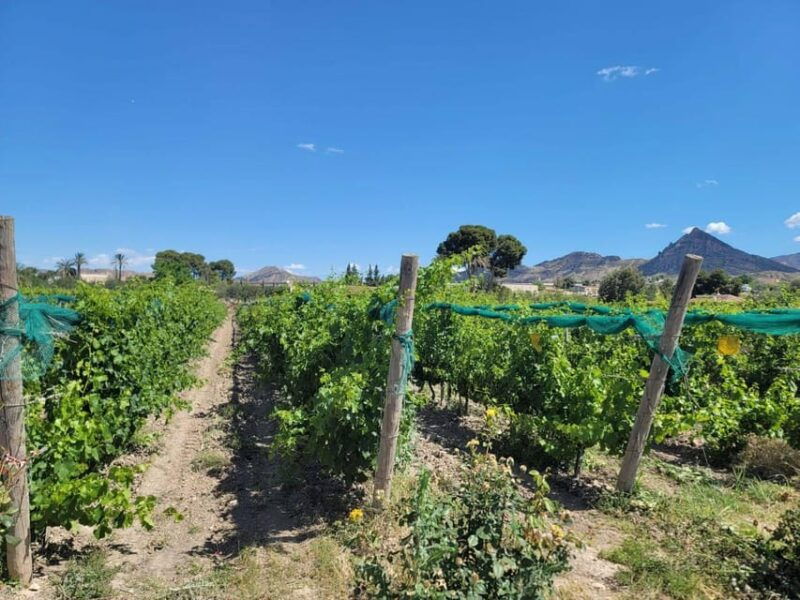 from-alicante-winery-tour-and-wine-tasting-with-tapas