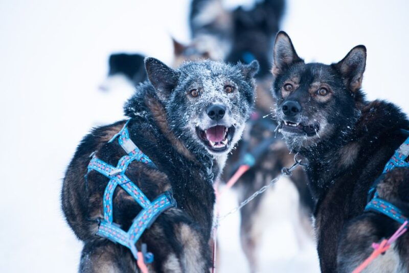 from-alta-huskey-dog-sledding-tour