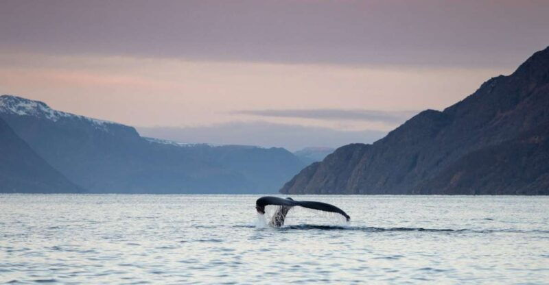 from-alta-small-group-whale-watching-by-rib