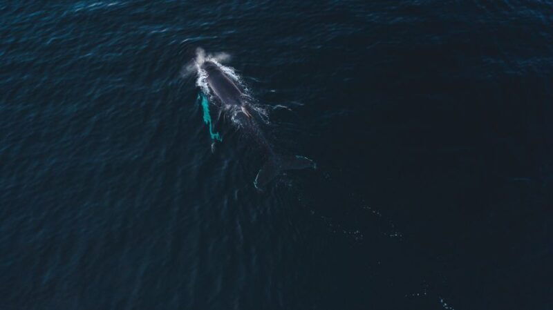 from-alta-small-group-whale-watching-by-rib
