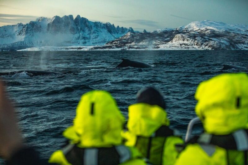 from-alta-small-group-whale-watching-by-rib