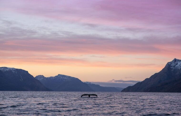 from-alta-small-group-whale-watching-by-rib