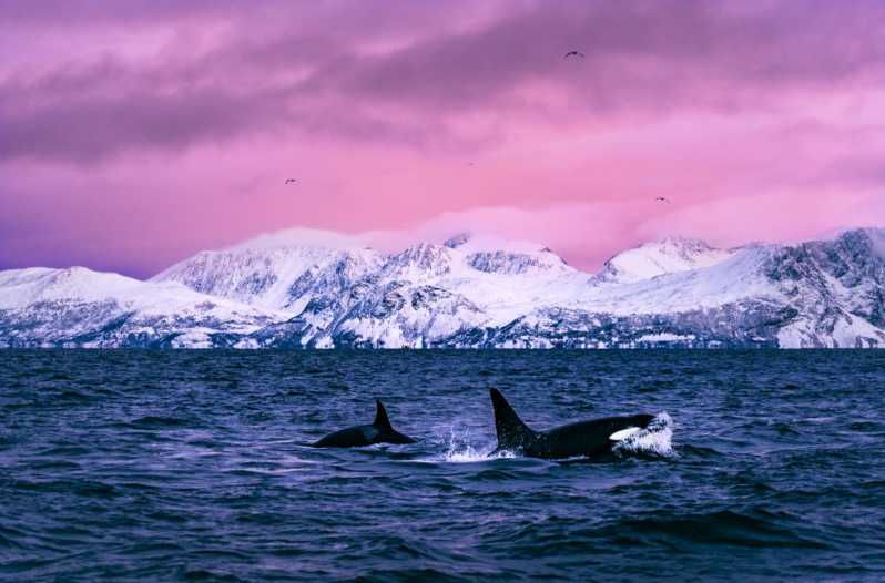 from-alta-whale-and-seabird-cruise