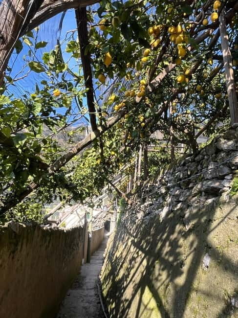From Amalfi: Lemon Tour with Tasting Session and Transfer - Is It Worth the Price?