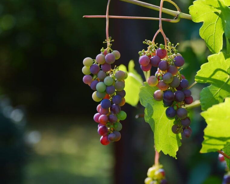 from-amalfi-pompeii-and-mount-vesuvius-winery-private-tour