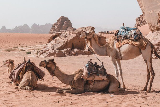 FROM AMMAN | Petra & Wadi Rum in one day | The Jordanian Mappers - Detailed Breakdown of the Experience