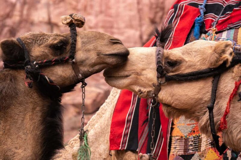 From Amman: Private full Day Tour to Petra & little Petra - The Experience from Start to Finish