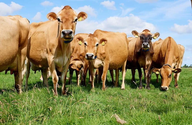 From Amsterdam: Dutch Windmills, Cheese and Wooden Shoes - Who Will Enjoy This Tour?