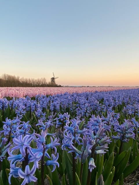 from-amsterdam-early-flower-day-tour-with-lunch-windmill
