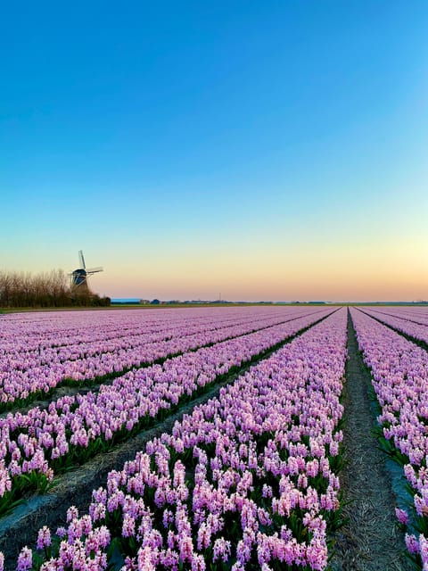 from-amsterdam-early-flower-day-tour-with-lunch-windmill