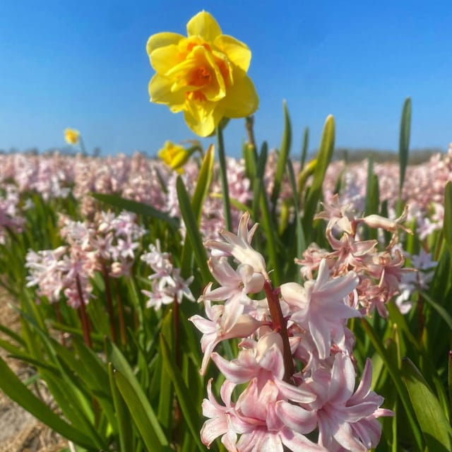 from-amsterdam-early-flower-day-tour-with-lunch-windmill