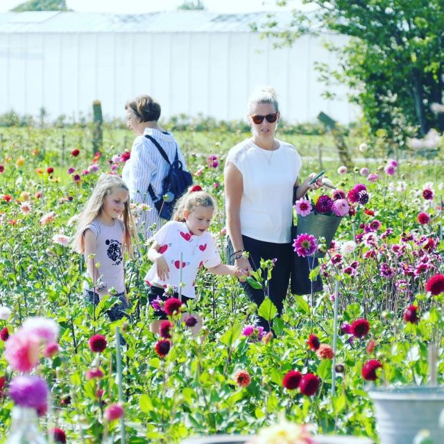 from-amsterdam-holland-flower-and-windmill-tour-summer-ed