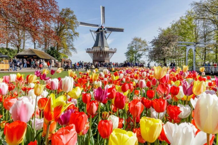 from-amsterdam-keukenhof-and-dutch-countryside-tour