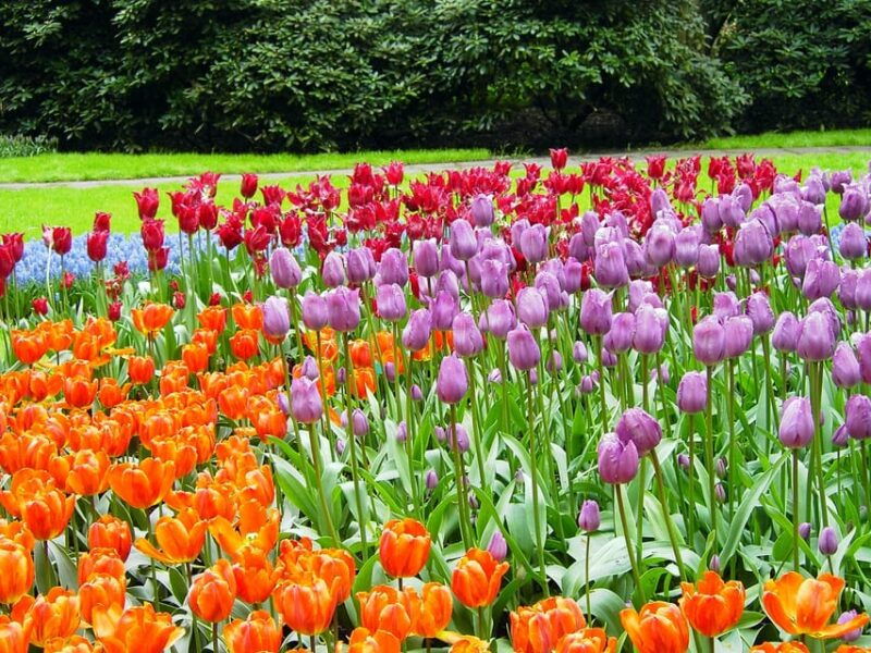from-amsterdam-keukenhof-and-haarlem-full-day-guided-tour