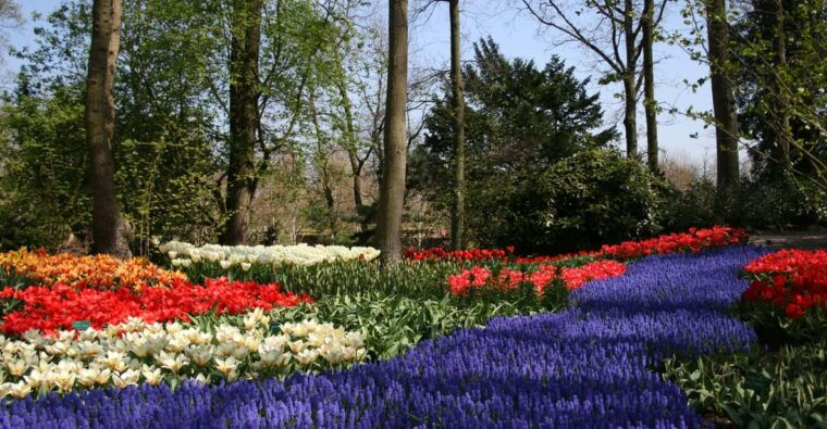 from-amsterdam-keukenhof-and-haarlem-full-day-guided-tour