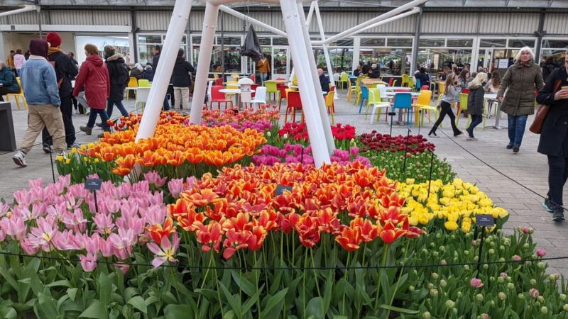 from-amsterdam-keukenhof-and-tulip-experience-tour