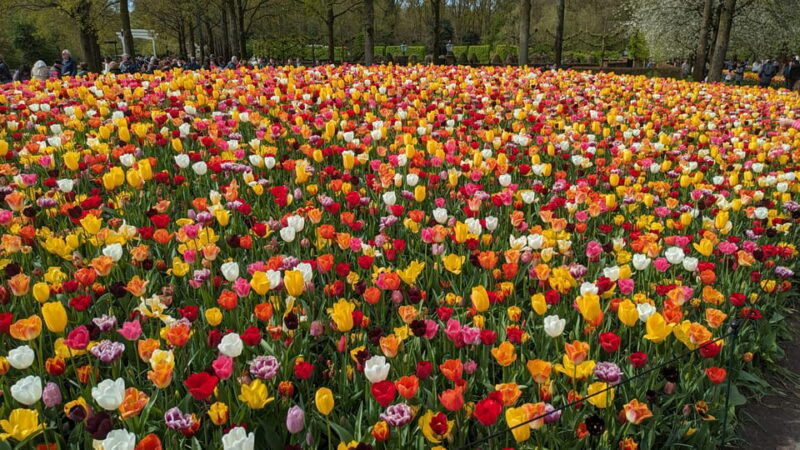 from-amsterdam-keukenhof-and-tulip-experience-tour