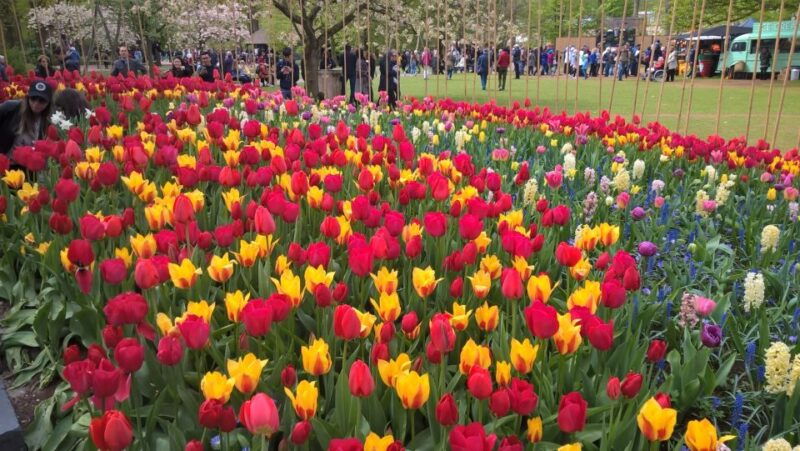 from-amsterdam-keukenhof-and-zaanse-schans-small-group-tour
