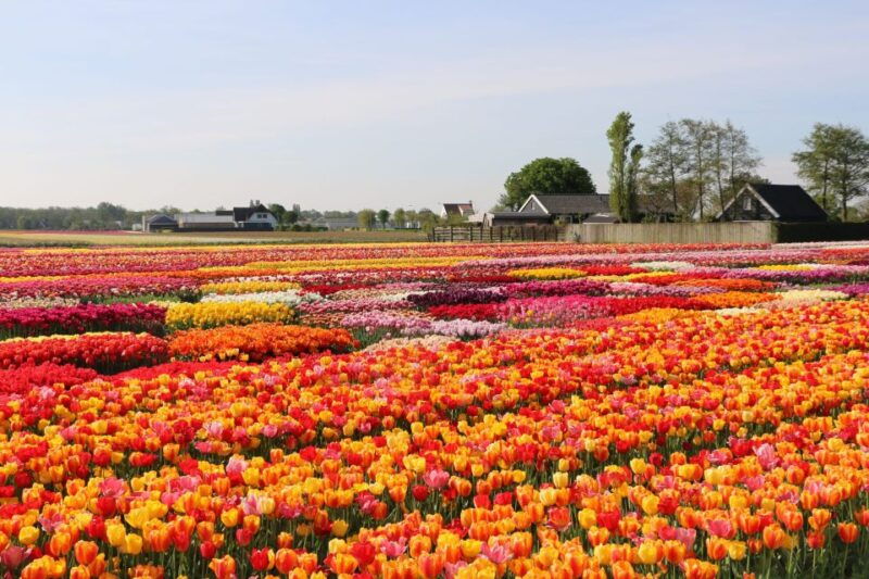 from-amsterdam-keukenhof-gardens-tulip-experience-tour
