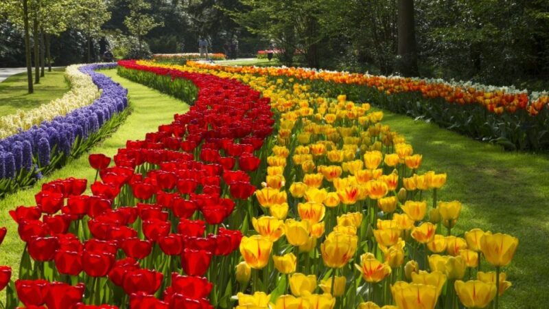 from-amsterdam-keukenhof-gardens-tulip-experience-tour