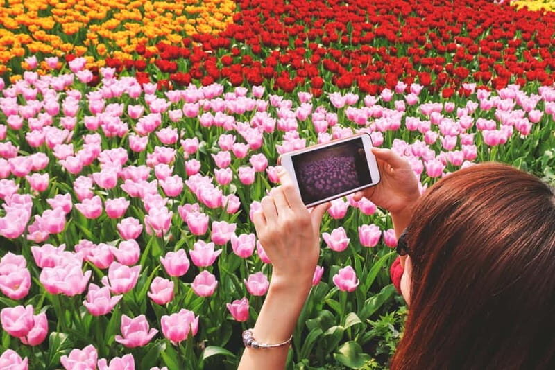 From Amsterdam: Keukenhof Tulips, Windmills & Volendam - The Itinerary and What You Can Expect