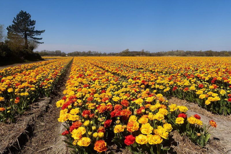 from-amsterdam-private-day-trip-to-keukenhof-de-tulperij