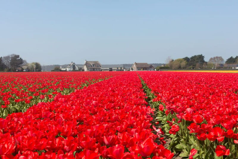 from-amsterdam-private-day-trip-to-keukenhof-de-tulperij