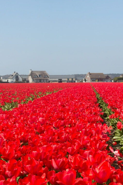 from-amsterdam-private-day-trip-to-keukenhof-de-tulperij